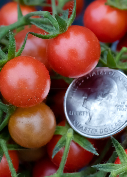 Everglades Tomato (Solanum pimpinellifolium)
