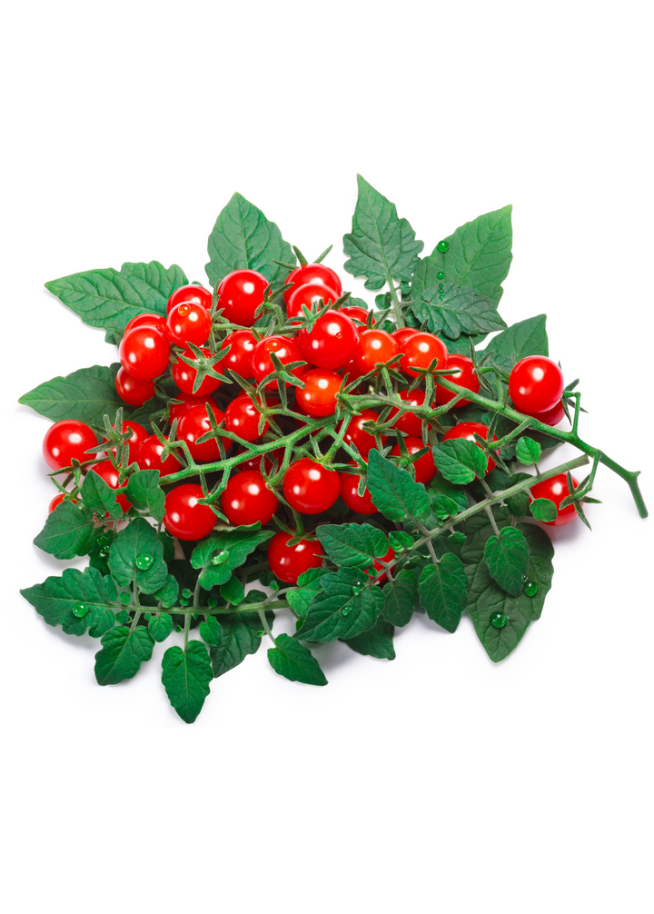 Everglades Tomato (Solanum pimpinellifolium) — Specialty Food Source