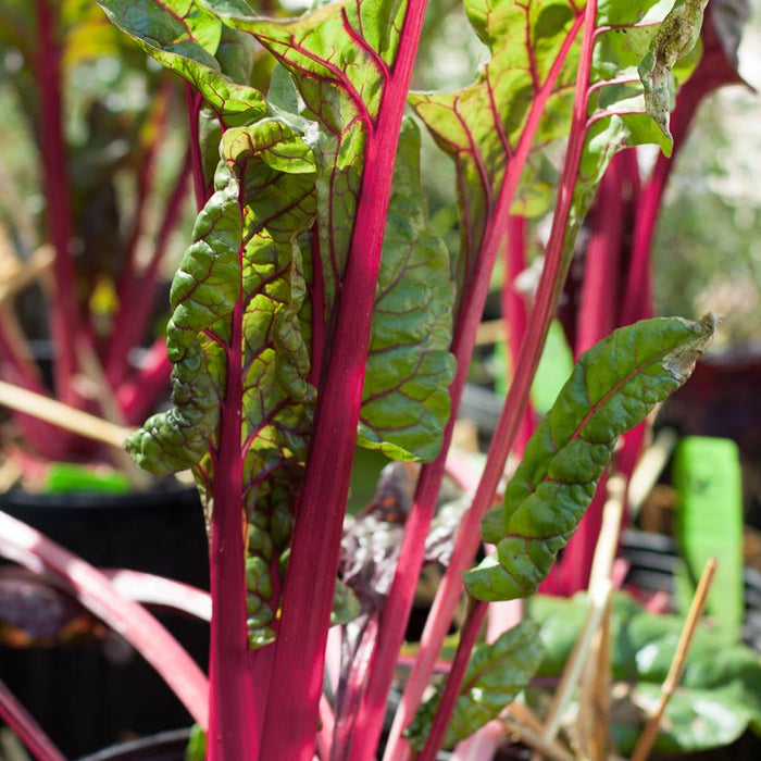 Flamingo Pink Chard Seeds (Organic)