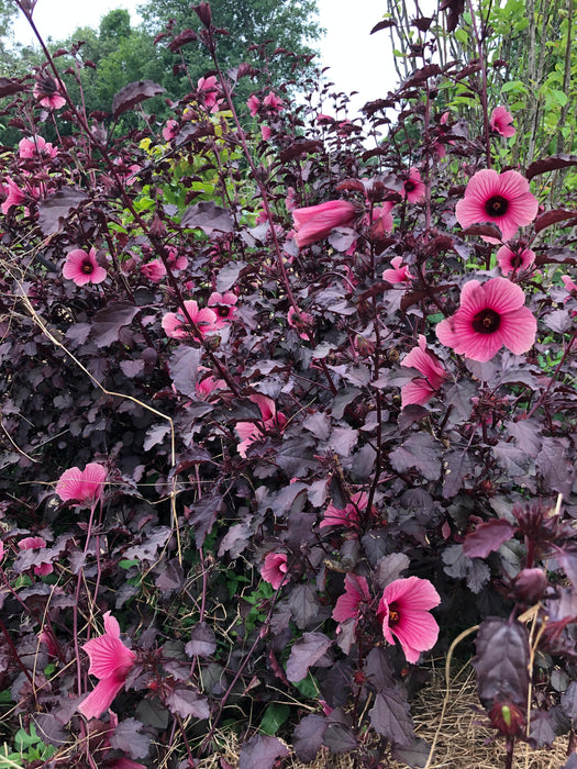 Red Leaf Cranberry Hibiscus (Hibiscus acetosella)