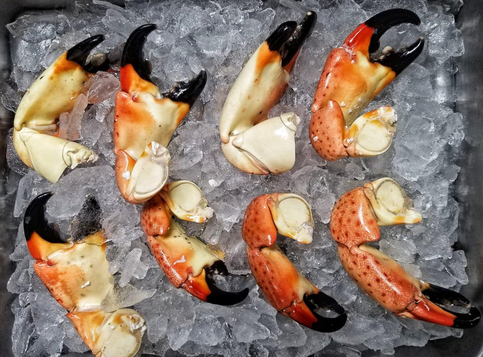 Florida Stone Crab | 8 Jumbo Claws