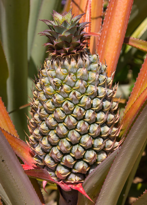 Pineapple 'Florida Special' (Ananas comosus)