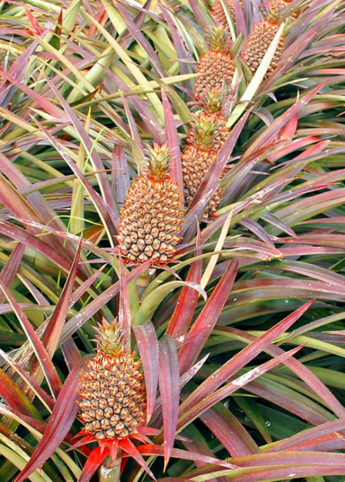 Pineapple 'Florida Special' (Ananas comosus)