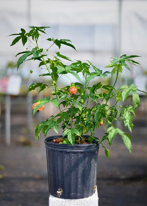 Flowering Maple (Abutilon pictum)
