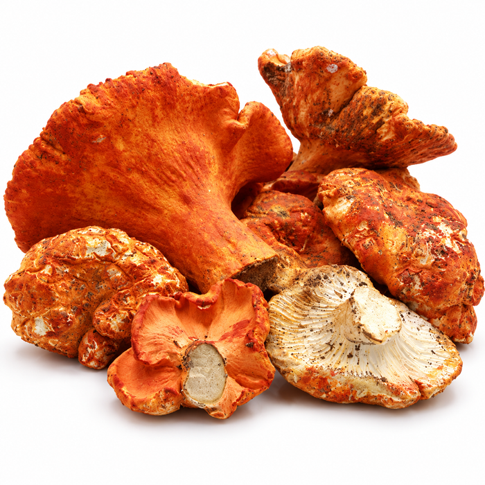 Fresh Wild Lobster Mushrooms — Next Day Air | 3 lb & 5 lb