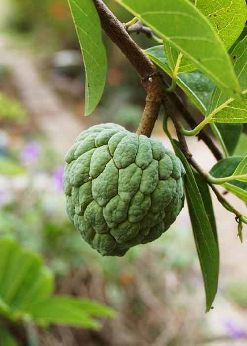 Sugar Apple 'Thai Lessard' (Annona squamosa L)