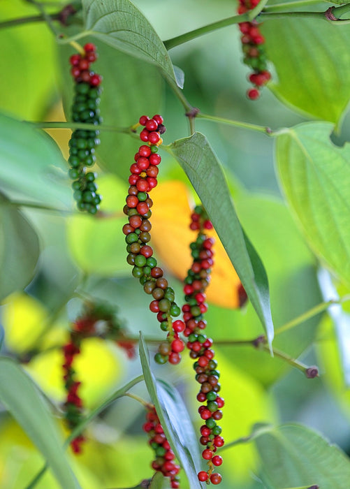 Black Pepper Vine (Piper nigrum)