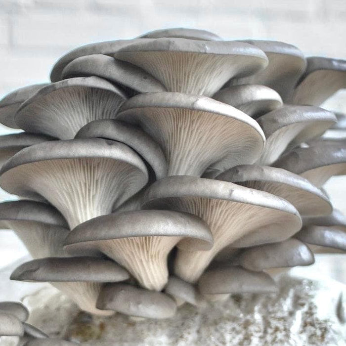 Organic Blue Oyster Mushroom Grow Kit Fruiting Block