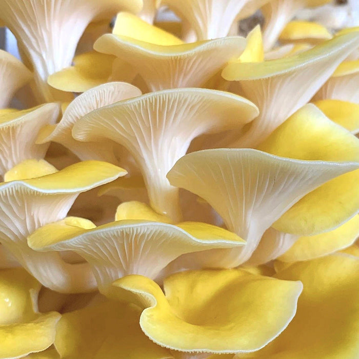 Organic Golden Oyster Mushroom Grow Kit Fruiting Block