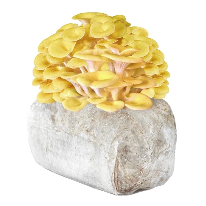 Organic Golden Oyster Mushroom Grow Kit Fruiting Block