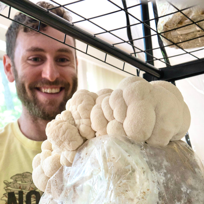 Organic Lion's Mane Mushroom Grow Kit Fruiting Block