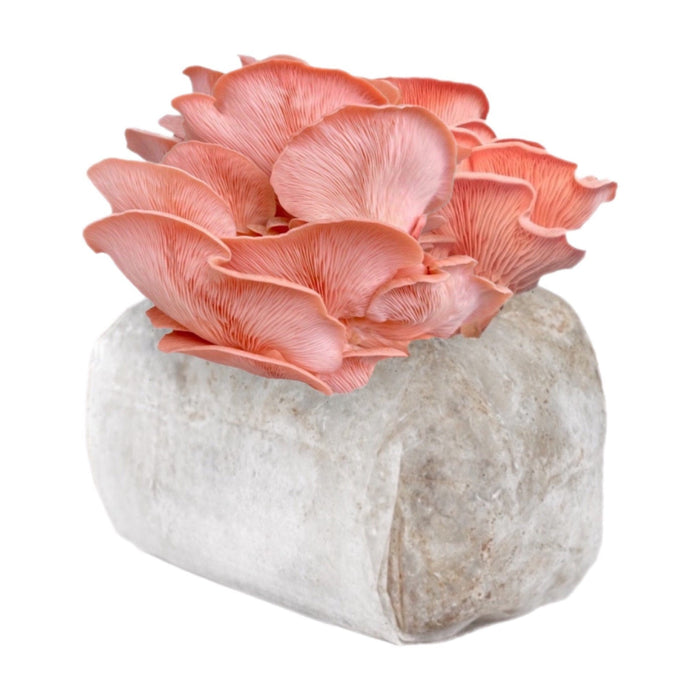 Organic Pink Oyster Mushroom Grow Kit Fruiting Block