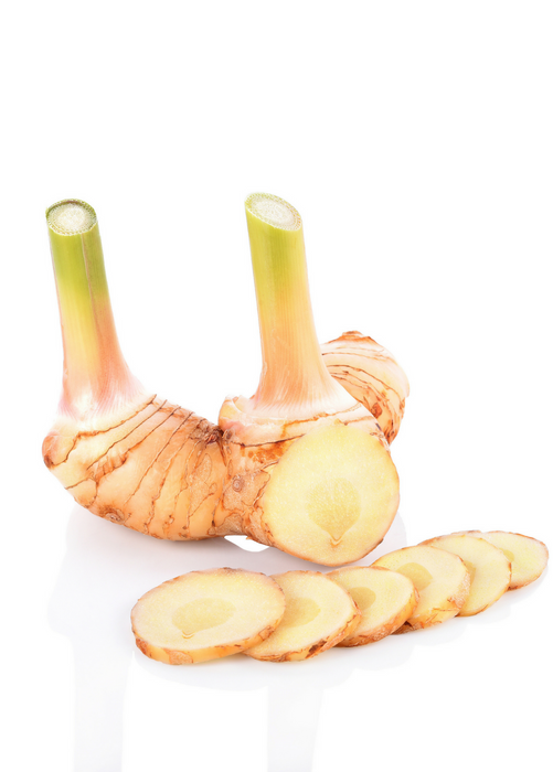 Greater Galangal (Alpinia galanga)