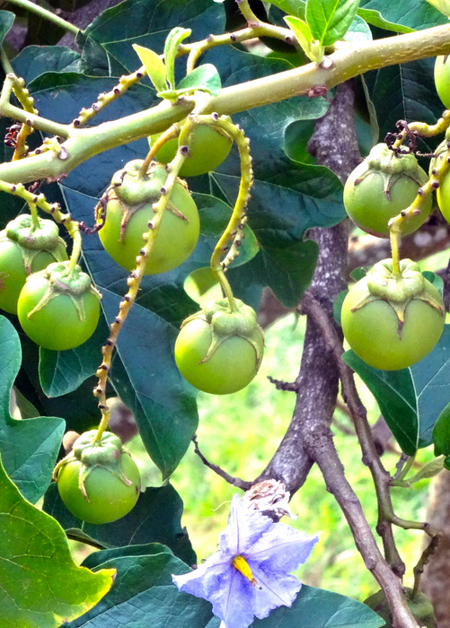 Giant Potato Tree (Solanum macranthum, Solanum wrightii)