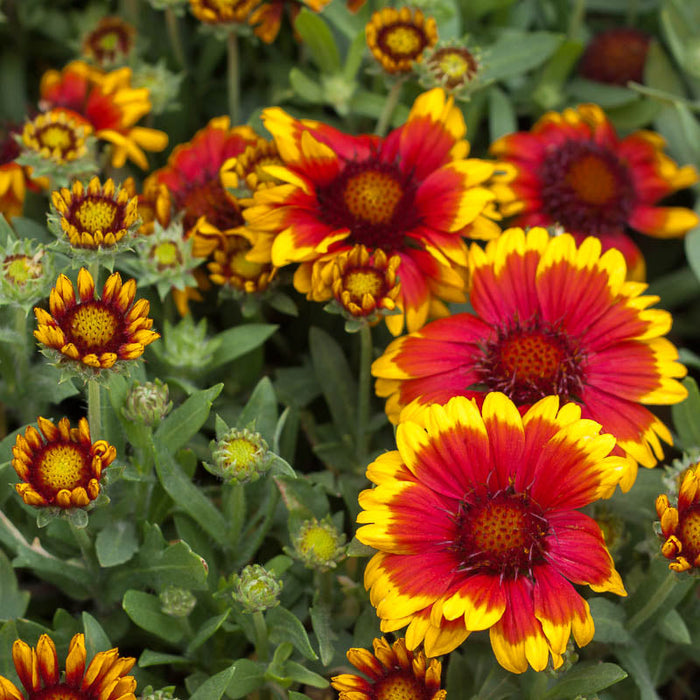 Indian Blanket (pack)
