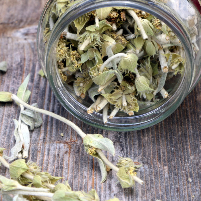 Greek Mountain Tea (Mount Olympus)