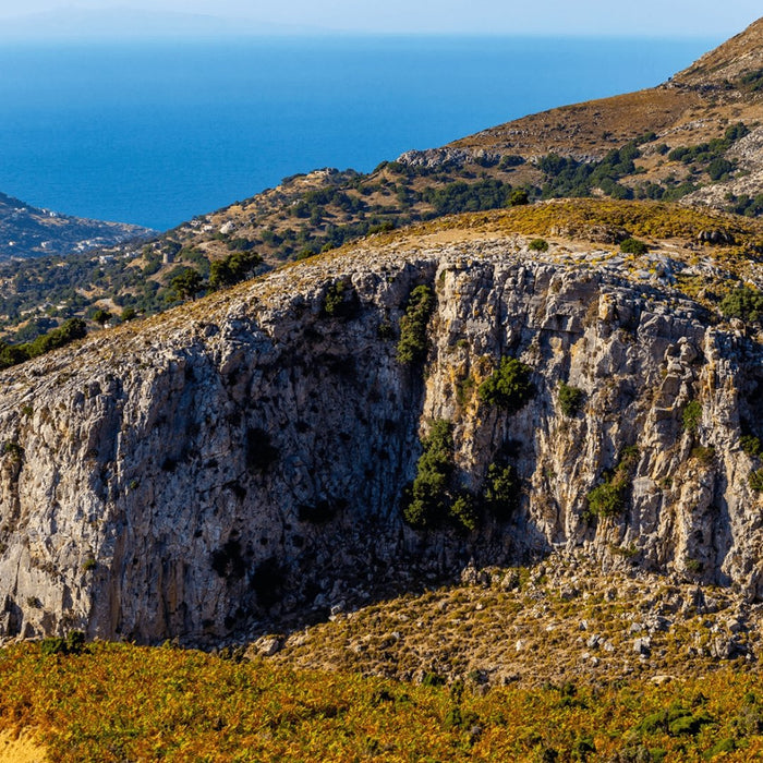 Greek Oregano (Ikaria Blue Zone)