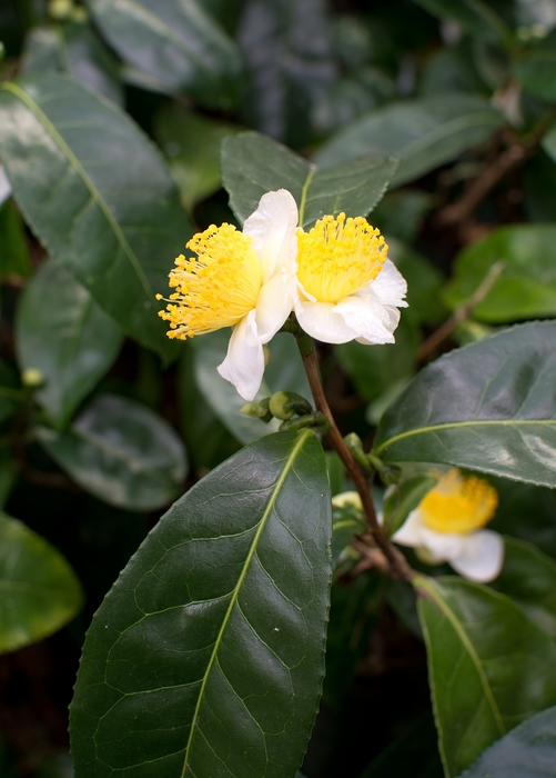 Green Tea (Camellia sinensis)