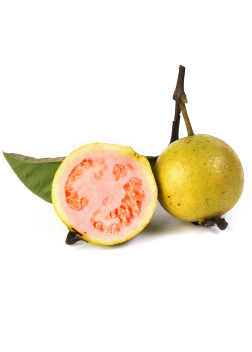 Guava, Wild Florida (Psidium guajava)