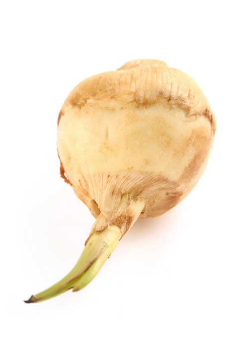 Guinea Arrowroot (Calathea allouia)