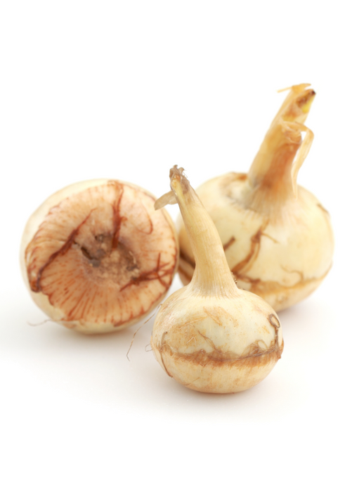 Guinea Arrowroot (Calathea allouia)