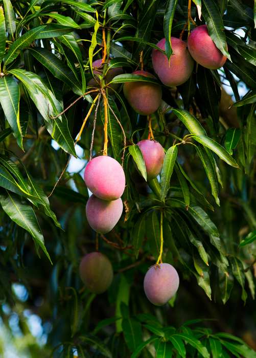 Mango 'Haden' (Mangifera indica)