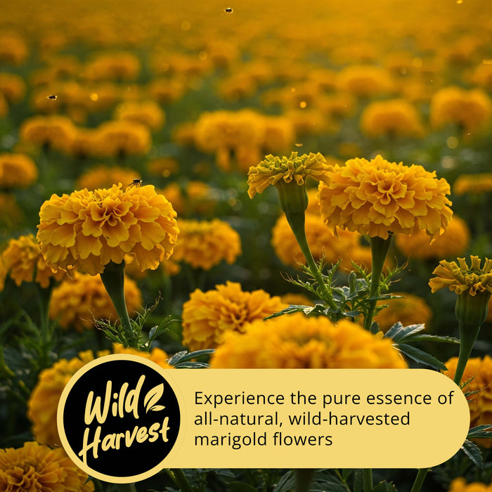 Dried Marigold Calendula flowers, Calendula Tea, 2.6oz I Calendula Officinalis | Caléndula pétalos I Akshit Pétales de Souci Bio | Flor De Calendula