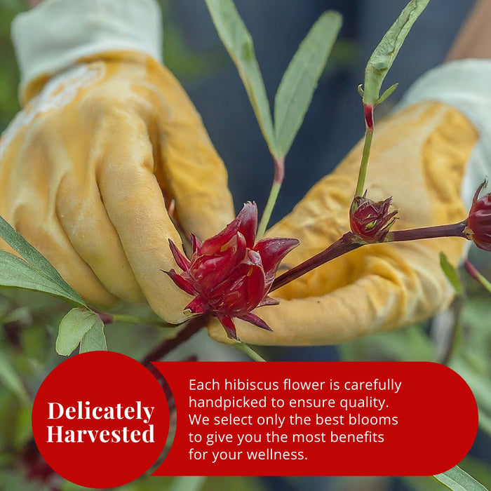 Akshit Hibiscus Flowers 5 oz  Herbal Tea | Flor de Jamaica tea | Dried Hibiscus | Loose Leaf Tea | Caffeine-Free | Vegan Friendly | Fleurs d'hibiscus bio Akshit