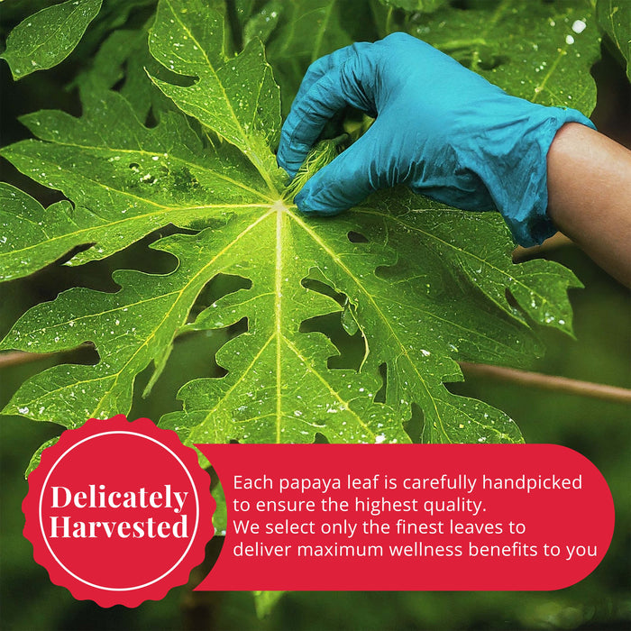 Akshit Papaya Leaves, Hojas de papaya, 2.6oz, Dried From Green Papaya Leaf, Herbal Tea, Non GMO, Caffeine free, Sugar free, Rich In Vitamins.