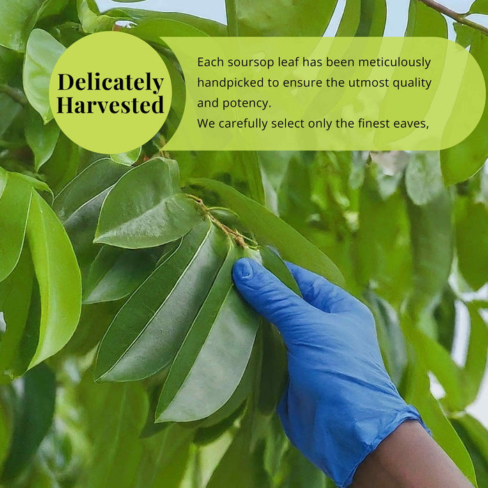 200+ Whole Dried Soursop Leaves – 2.6 oz , 100% Natural Soursop Tea (Graviola Leaves), Caffeine-Free Herbal Tea (Hoja Guanabana)