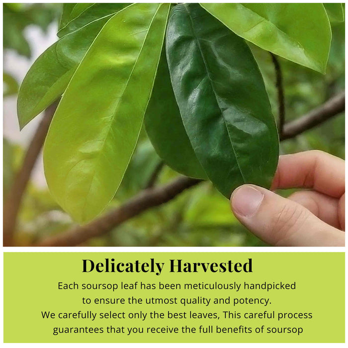 200+ Whole Dried Soursop Leaves – 2.6 oz , 100% Natural Soursop Tea (Graviola Leaves), Caffeine-Free Herbal Tea (Hoja Guanabana)