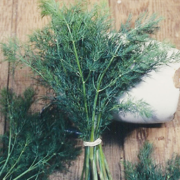 Mammoth Dill Seeds (Organic)