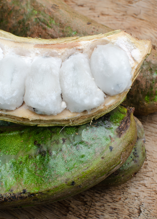 Ice Cream Bean (Inga edulis)