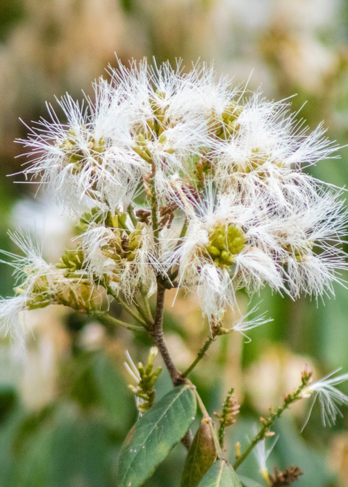 Ice Cream Bean (Inga edulis)