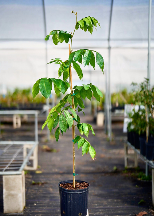 Ice Cream Bean, Feuileei (Inga feuilleei)