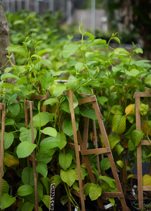 Giant Granadilla (Passiflora quadrangularis L.)