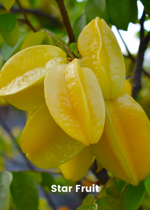 Fast Growing Fruit Tree Bundle: Star Fruit & Papaya