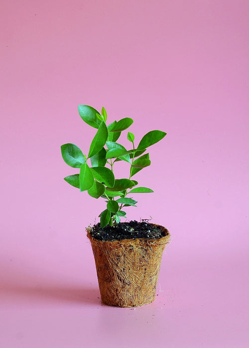 Guava, Strawberry (Psidium cattleianum)