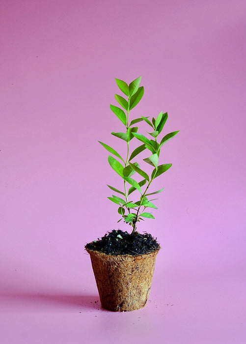 Guava, Lemon (Psidium littorale)