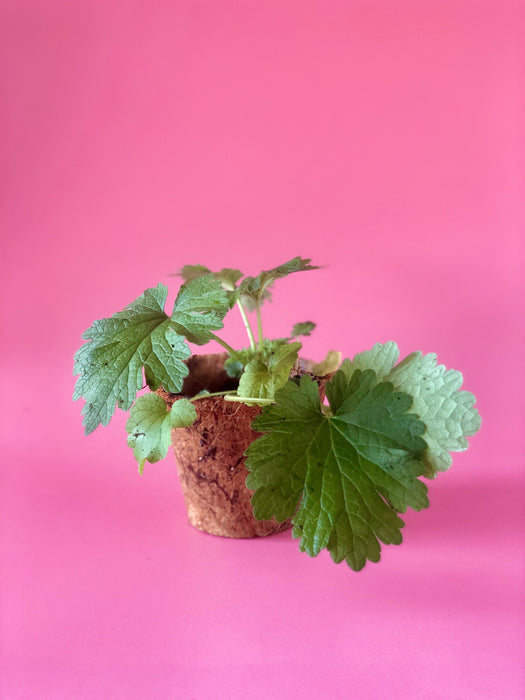 Siberian Motherwort (Leonurus sibiricus)