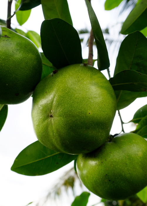 Black Sapote ‘Wilson’ (Diospyros nigra)