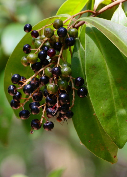 Marlberry (Ardisia squamulosa)