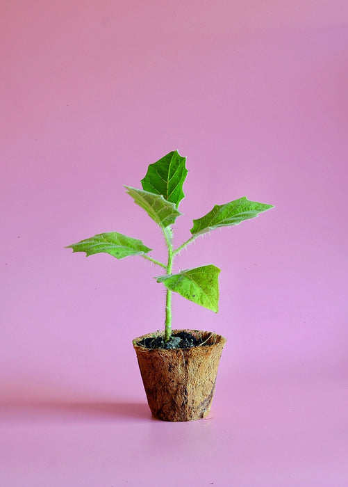 Lulo, Naranjilla (Solanum quitoense)