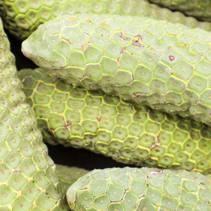 Monstera Deliciosa (Monstera Fruit) **PRE ORDER**