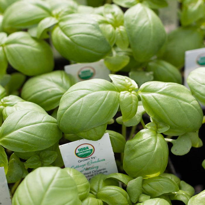 OUT Organic Basil, Genovese (1/4 lb)