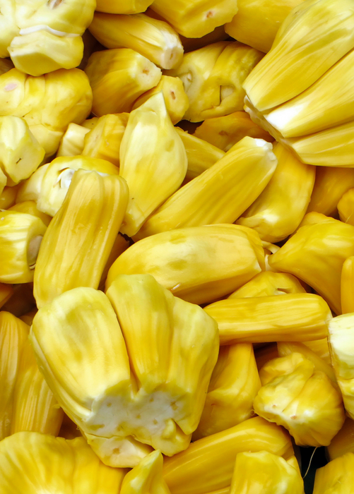 Jackfruit 'Golden Nugget' (Artocarpus heterophyllus)