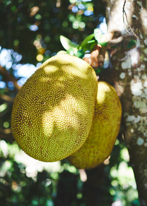 Jackfruit 'Golden Nugget' (Artocarpus heterophyllus)