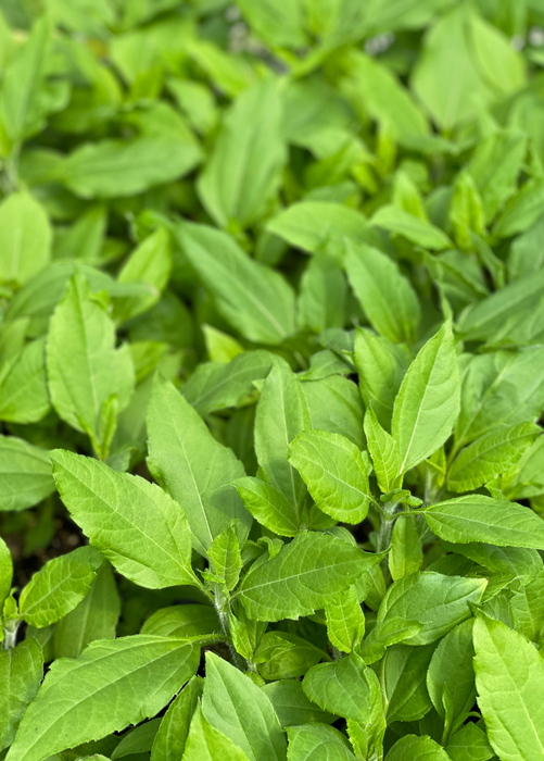 Jerusalem Artichoke (Helianthus tubersosus)