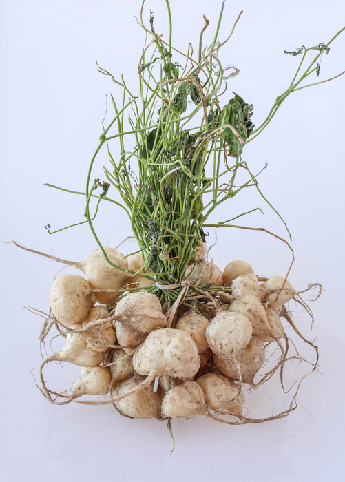 Jicama (Pachyrhizus erosus)