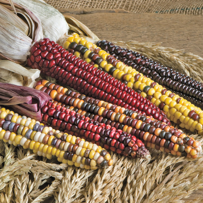 Painted Mountain Corn Seeds (Organic)